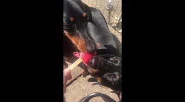Sausage Dogs Enjoy Ice Lolly To Cool Down