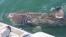 Incredible moment basking shark bumps against boat off N. Ireland coast