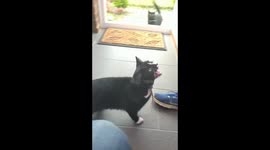 Starving cats AXL and SLASH .