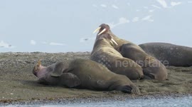Walrus Herd - Svalbard cruise