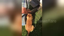 Newsflare Edit - Dog gets head stuck in tube- Must Watch