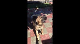 Dog attacking water