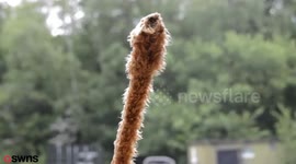 A chauffeur got so fed up with driving luxury vehicles that he bought himself a £200 runaround - and covered it in FUR