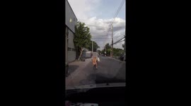 Pet dog gets croggy on the back of bicycle