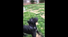 Moose attacking the bubbles