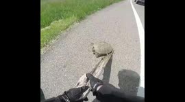 Motorcyclist rescues snapping turtle