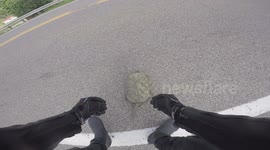 Ohio motorcyclist leads lost turtle off county road and back to safety