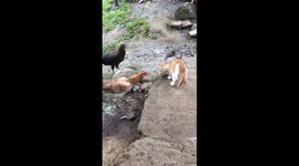 Cat never likes chicken