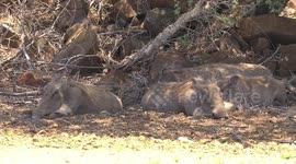A pile of pigs! Warthogs lying in the shade on a very hot day – long view