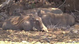 A pile of pigs! Warthogs lying in the shade on a very hot day – closer view