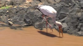 A Yellow billed Stork fishing - beak open, stirring up prey with its foot!