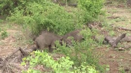 Wow! Two Warthog boars in a deadly fight with razor-sharp tusks