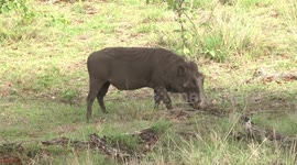 A Warthog boar feeding after winning a fight