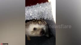 Woman goes on first dates for cash to support her hedgehog rescue center