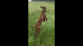 Convinced my dog’s part kangaroo ?? https://t.co/eJ5kMMM9xh