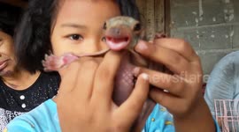 Injured flying squirrel nursed back to health by Thai villagers