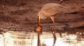 Bird realizes his eyes are too big for his stomach