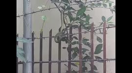 Snake v monitor lizard