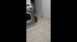 Ronny the cat is goalkeeper