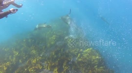 Freediving With Seals - Jervis Bay