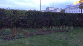 Birds making weird sounds