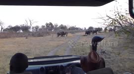 Elephant Attack Botswana Linyanti 2015