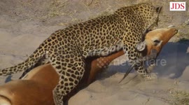 Leopard Kill, Botswana, Machaba Camp, 20.8.2015