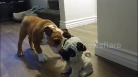 English bulldog puppy playing with his new friend