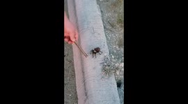 Funny tarantula freak out!!