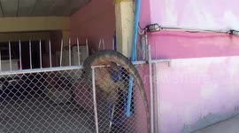 Animal handlers rescue monitor lizard stuck on gate