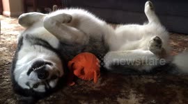 Husky acts 'casual' when he gets caught playing