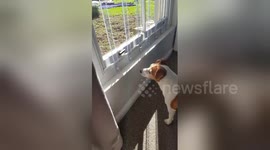 Newsflare Edit - Dog vs bee