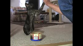 Orpheus The Wonder Cat Plays Basketball