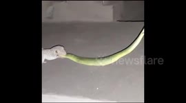 Gecko Vs Green Snake in Bali