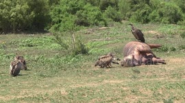 Six White-backed Vultures eating and fighting over a Hippo carcass