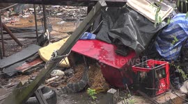 A water lizard steals a duck egg, under cover of a thunderstorm.