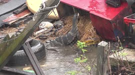 A lizard steals an egg from the duck house, during a heavy rain storm.
