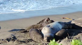 Elephant seal pups and their protective moms