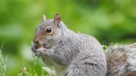 Chubby squirrel having lunch