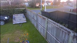 Local idiot trims hedge with face