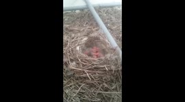One of These Cute Baby Birds (Nestlings) is so Hungry