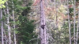 Two Porcupines in a tree! One climbing down.