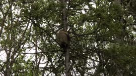 Porcupine mating season? What's that scream?