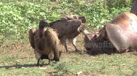 Day 2 – A White-backed Vulture eating the dead Hippo’s tongue – gross!