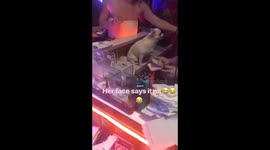 Little doggo in a club