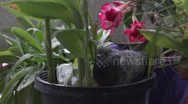 A pigeon sits on its eggs in a flower box in heavy rain,
