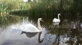 Beautiful white swans on a calm clear lake.