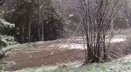Birds confused amid June 3, 2018 snowstorm in Western Newfoundland