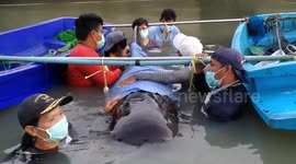 'The most heartbreaking case I have seen': Whale dies after swallowing 80 plastic bags