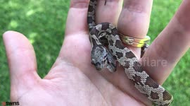 Extraordinary video shows two-headed SNAKE that's being raised by a family after it was discovered in a back yard